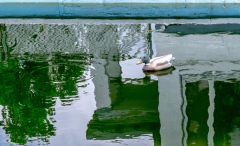 Complaint House Pool