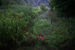 Magenta-Ribbon