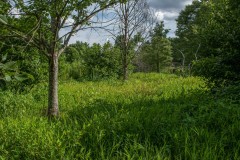 GK_Tree21_210701_0001